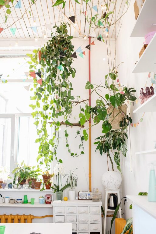 Tips for Creating a Sustainable and Eco-Friendly Home Environment